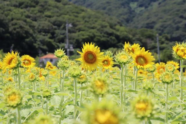 牟佐のひまわり畑